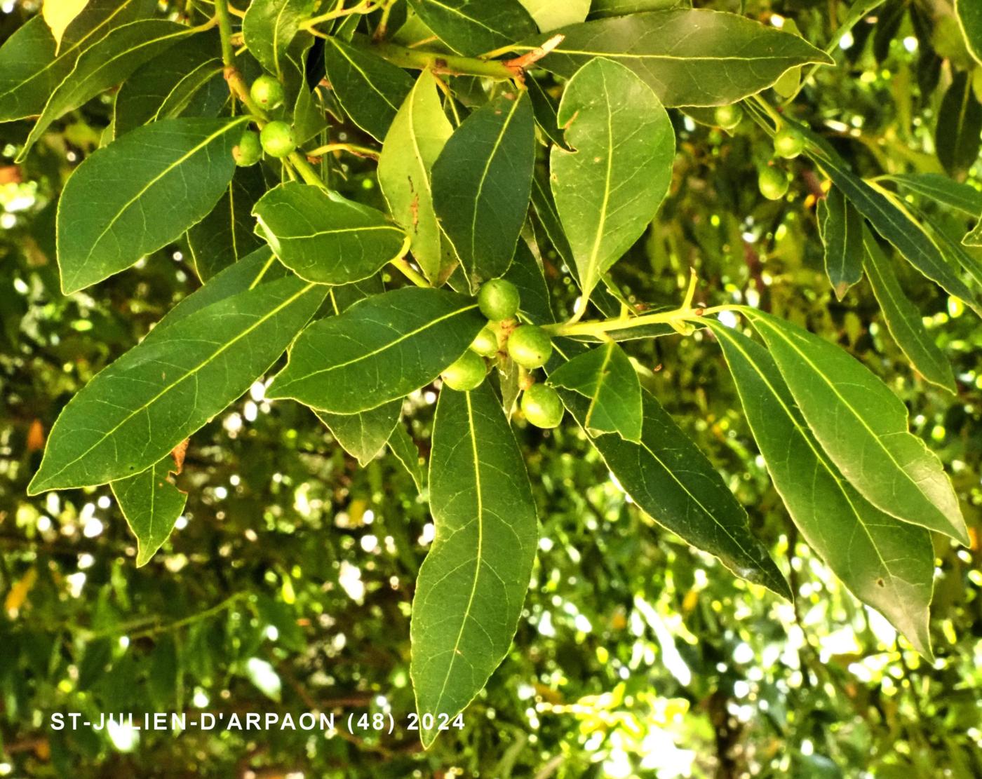 Bay tree fruit